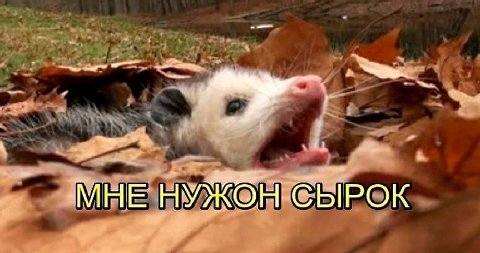 МНЕ НУЖбН СЫРОК
