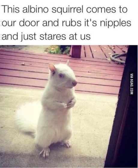 This albino squirrel comes to our door and rubs it's nipples and just