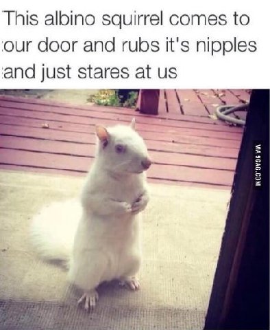 This albino squirrel comes to our door and rubs it's nipples and just