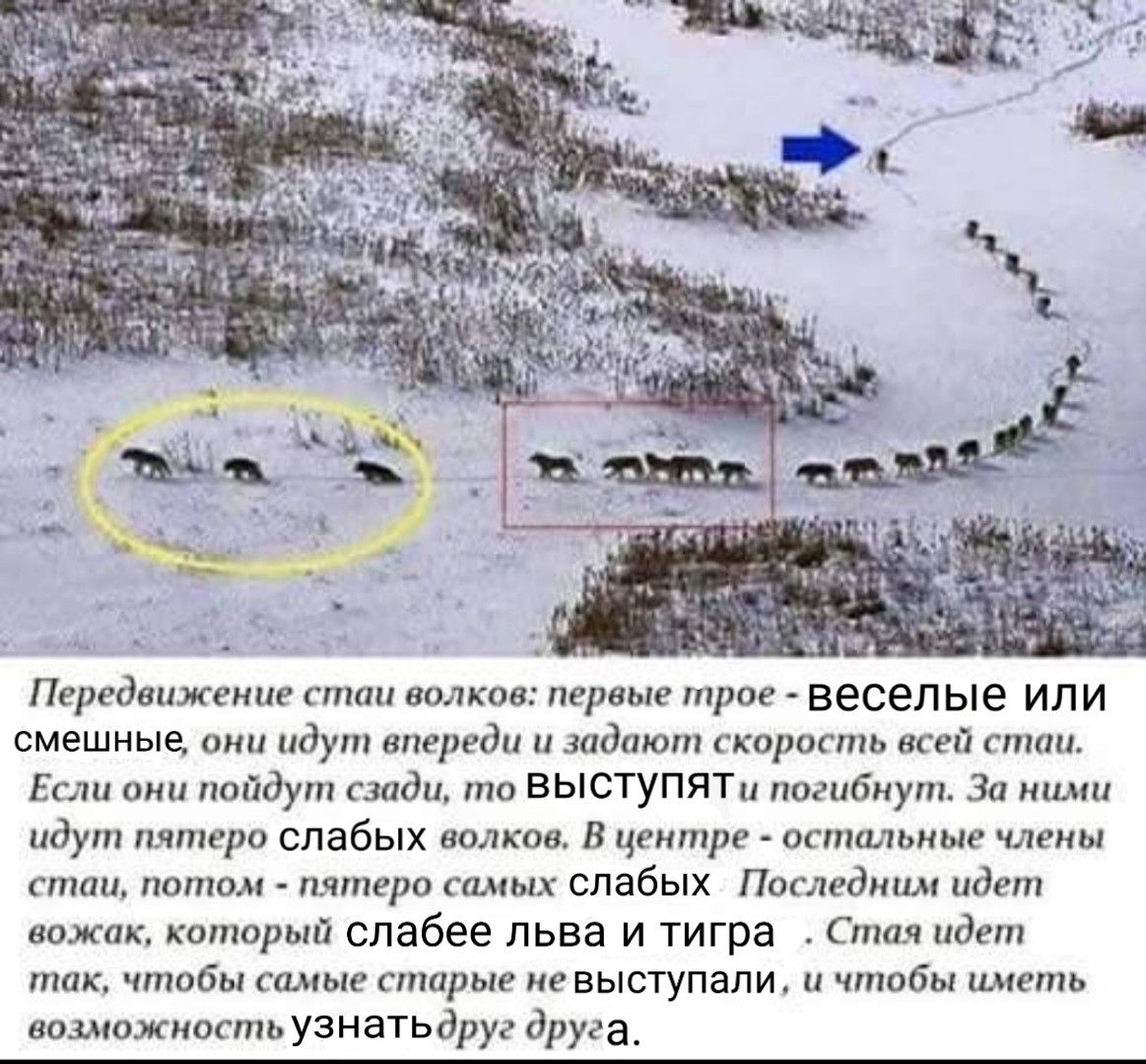 a we Передвижение стаи волков: первые трое веселые или смешные, они идут впереди и задают скорость всей стаи. Если они пойдут сзади, то ВЫСТУПЯТ и погибнут. За ними идут пятеро слабых волков, В центре