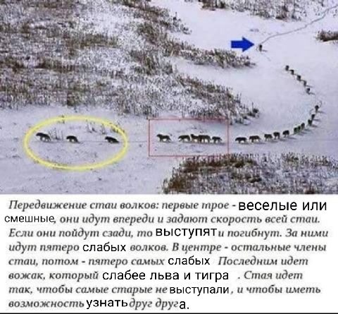 a we Передвижение стаи волков: первые трое веселые или смешные, они идут впереди и задают скорость всей стаи. Если они пойдут сзади, то ВЫСТУПЯТ и погибнут. За ними идут пятеро слабых волков, В центре