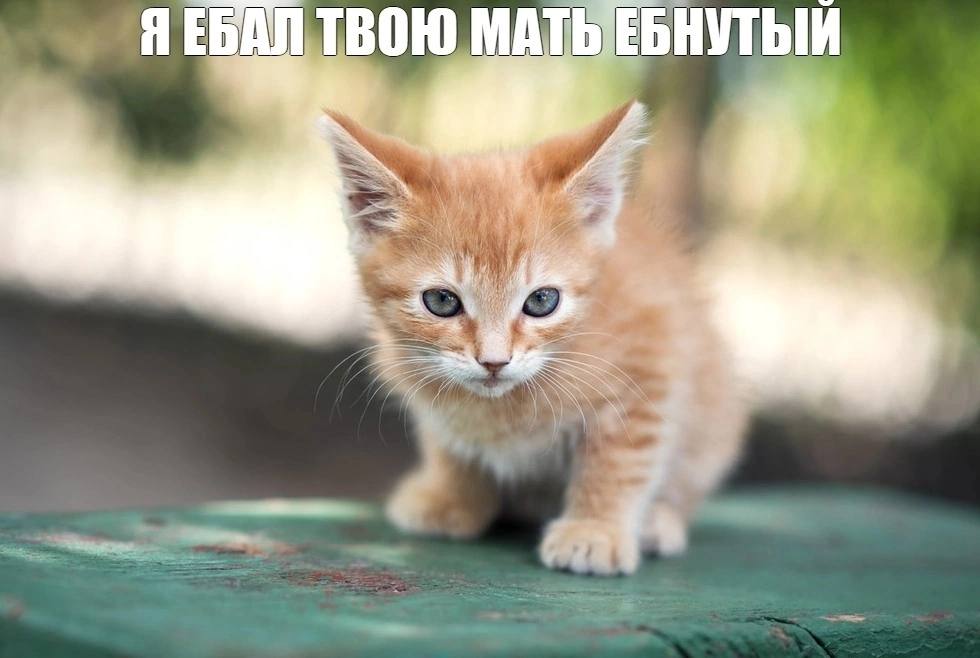 ЯЕБДЛ ТВОЮ в