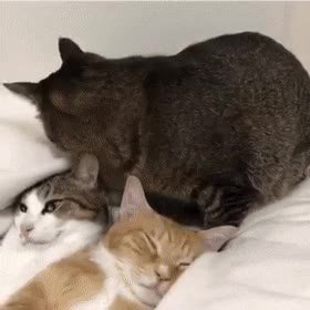 мем