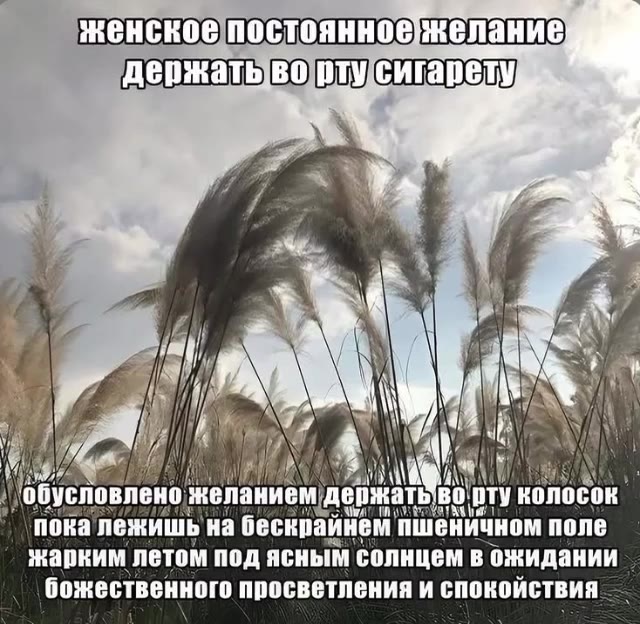 женское постоянное желание] держатьвортусигарету обусловлено желанием держать] BO ту колосок пока лежишь на бескрайнем пшеничном поле жарким летом под ясным солнцем в ожидании божественного просветлен