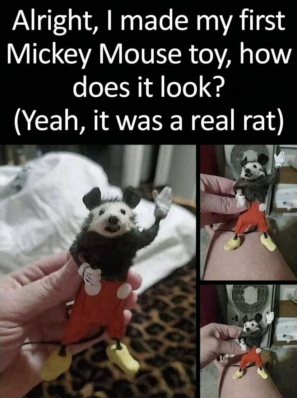 Alright, made my first Mickey Mouse toy, how does it look? (Yeah, it was a real rat)