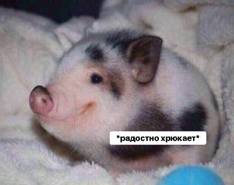 *радостно хрюкает*