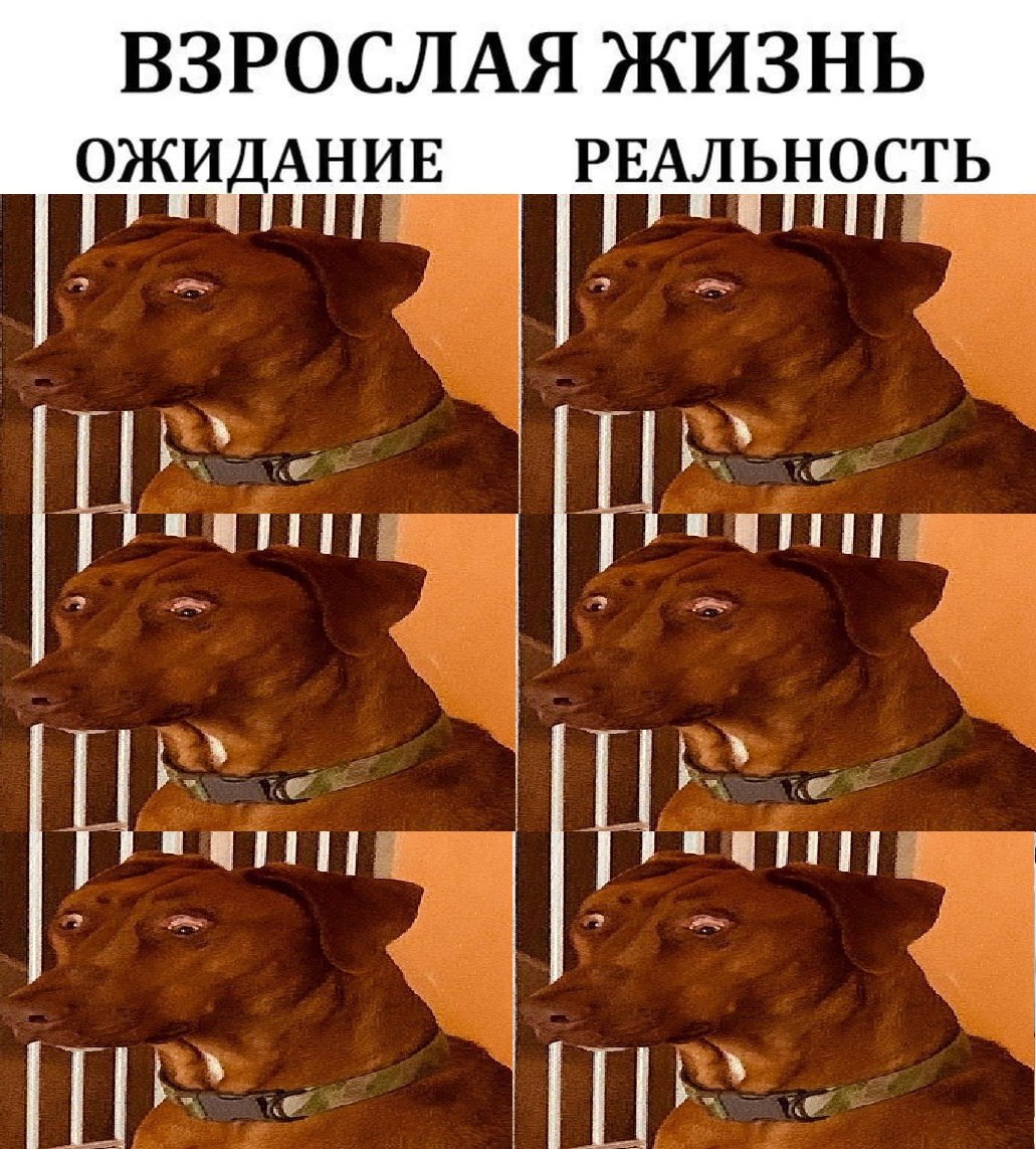 ВЗРОСЛАЯ ЖИЗНЬ ОЖИДАНИЕ РЕАЛЬНОСТЬ