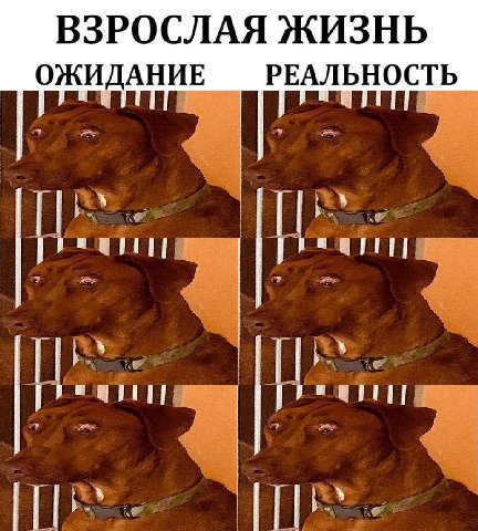 ВЗРОСЛАЯ ЖИЗНЬ ОЖИДАНИЕ РЕАЛЬНОСТЬ