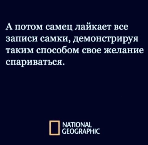 А потом самец лайкает все записи самки, демонстрируя таким способом свое желание спариваться. NATIONAL GEOGRAPHIC