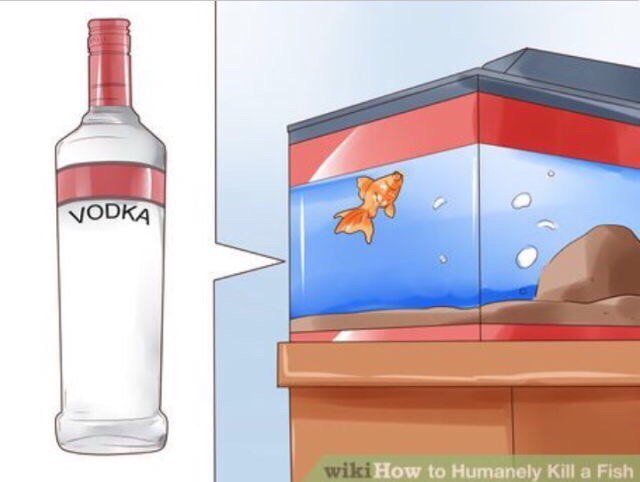 и How to Humanely Kill a Fish