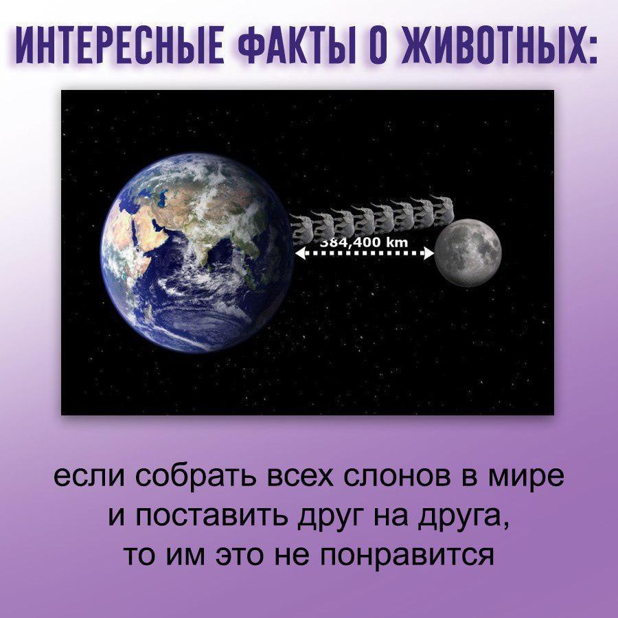 ИНТЕРЕСНЫЕ ФАКТЫ 0 ЖИВОТНЫХ: если собрать всех слонов в мире и поставить друг на друга, то это не понравится