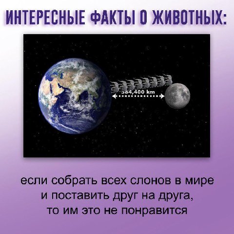 ИНТЕРЕСНЫЕ ФАКТЫ 0 ЖИВОТНЫХ: если собрать всех слонов в мире и поставить друг на друга, то это не понравится