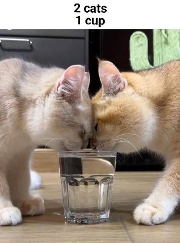 2 cats 1 cup и
