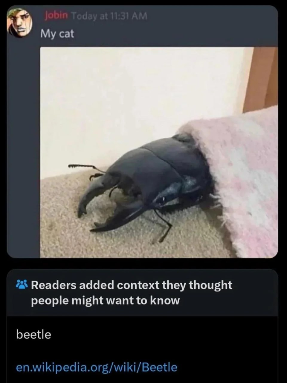 cat ‘a Readers added context they thought people might want to know beetle en.wikipedia.org/wiki/Beetle