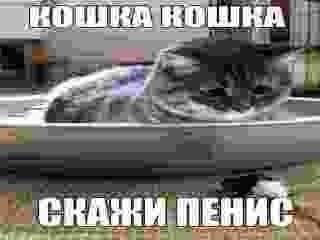 МОШКА КОШНА СКАЖИ ПЕНИС