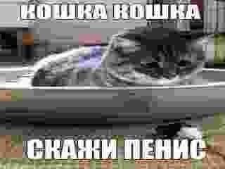 МОШКА КОШНА СКАЖИ ПЕНИС