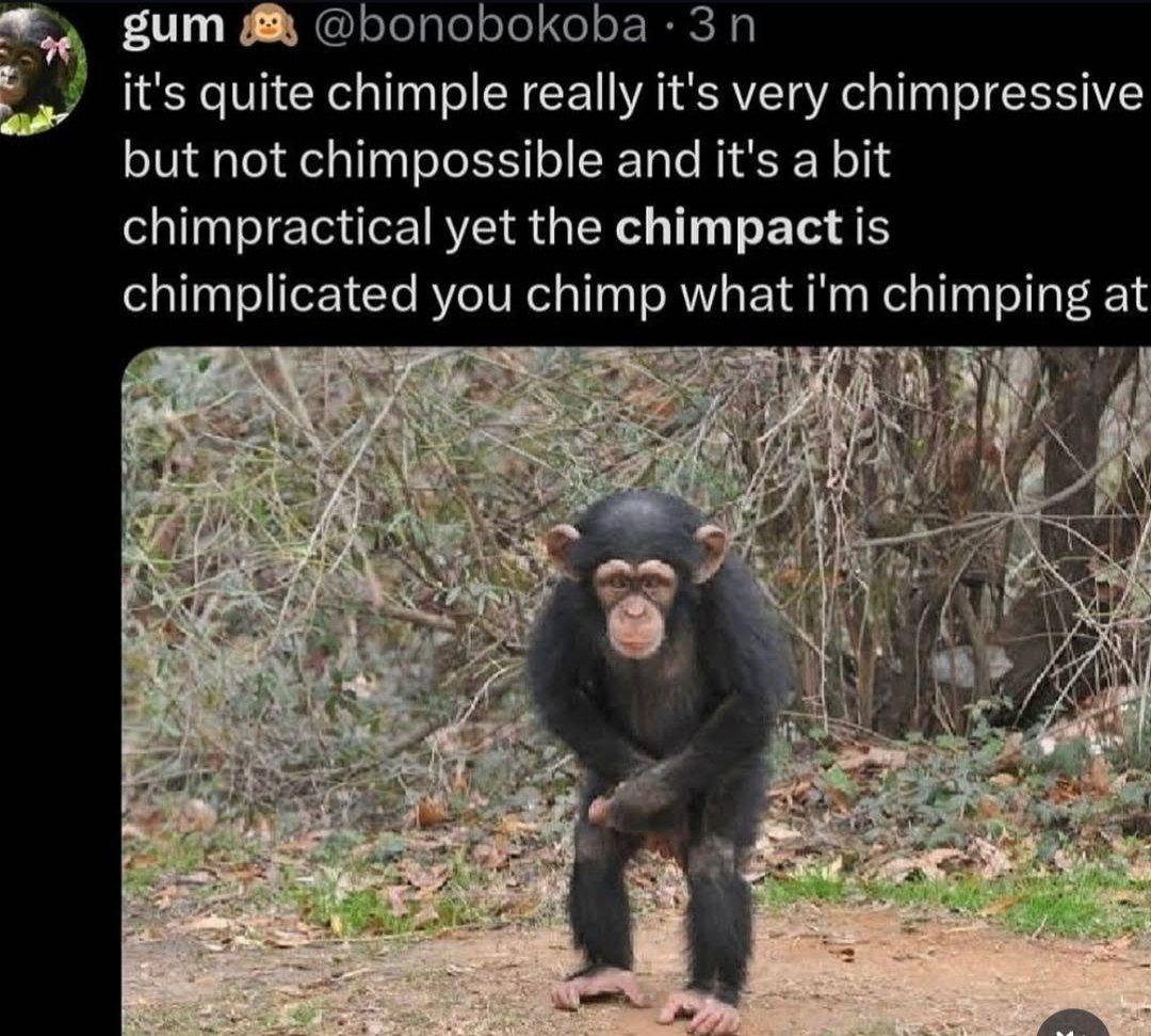 бит @bonobokoba it's quite chimple really it's very chimpressive but not chimpossible and it's a bit chimpractical yet the chimpact is chimplicated you chimp what chimping at У К