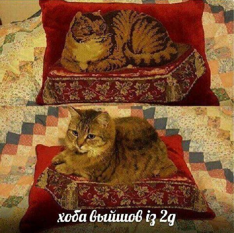 хода 29