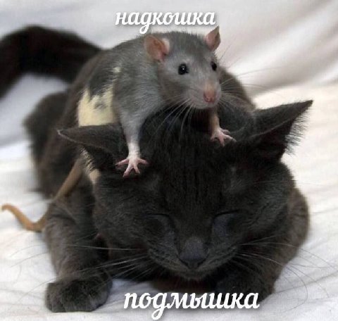 у