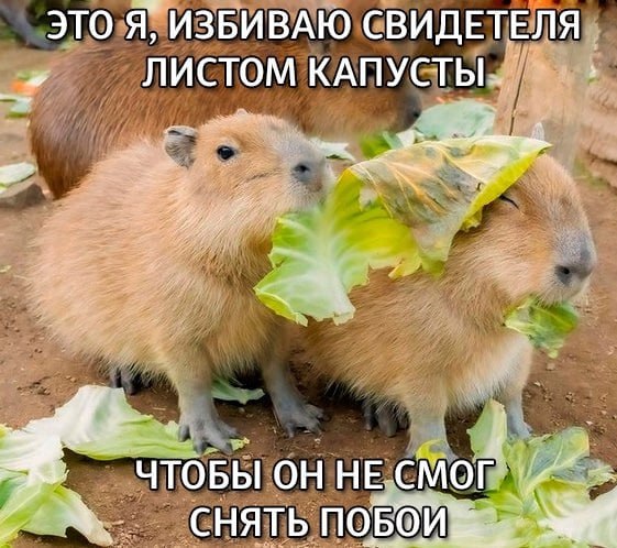 ЭТО Я, ИЗБИВАЮ СВИДЕТЕЛЯ ЛИСТОМ КАПУСТЫ 2 ЧТОБЫ ОН НЕ. смог CHATb