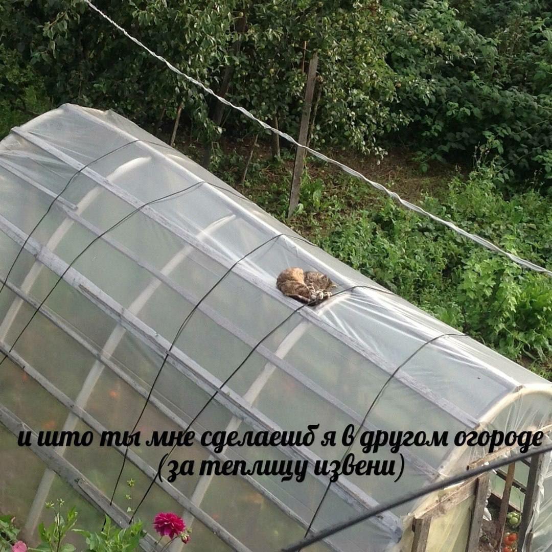 2 1 у ЗА A fee We 3 3 ONS 4 я огороде. at бате уизвени)