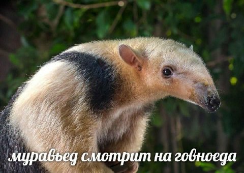 4 у смотрит на говноеда