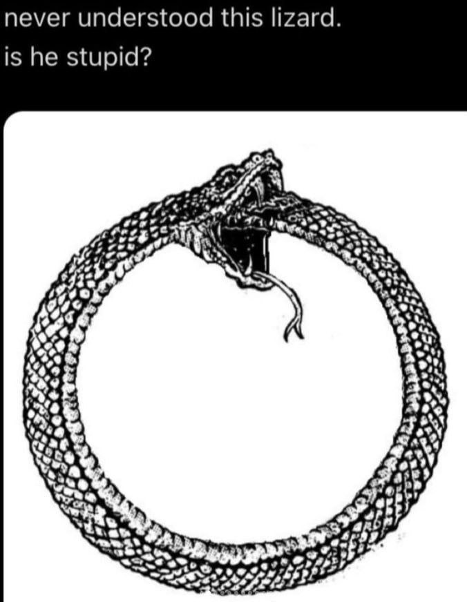 never understood this lizard. is he stupid? 7