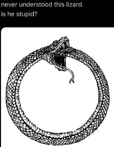 never understood this lizard. is he stupid? 7