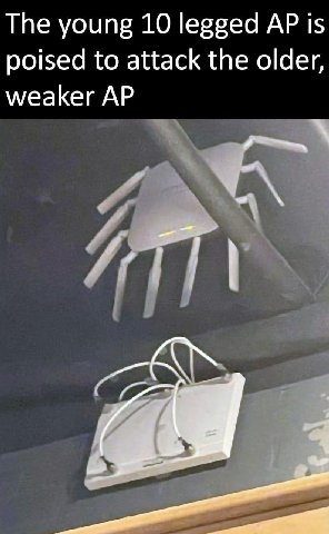 The young 10 legged is poised to attack the older, weaker