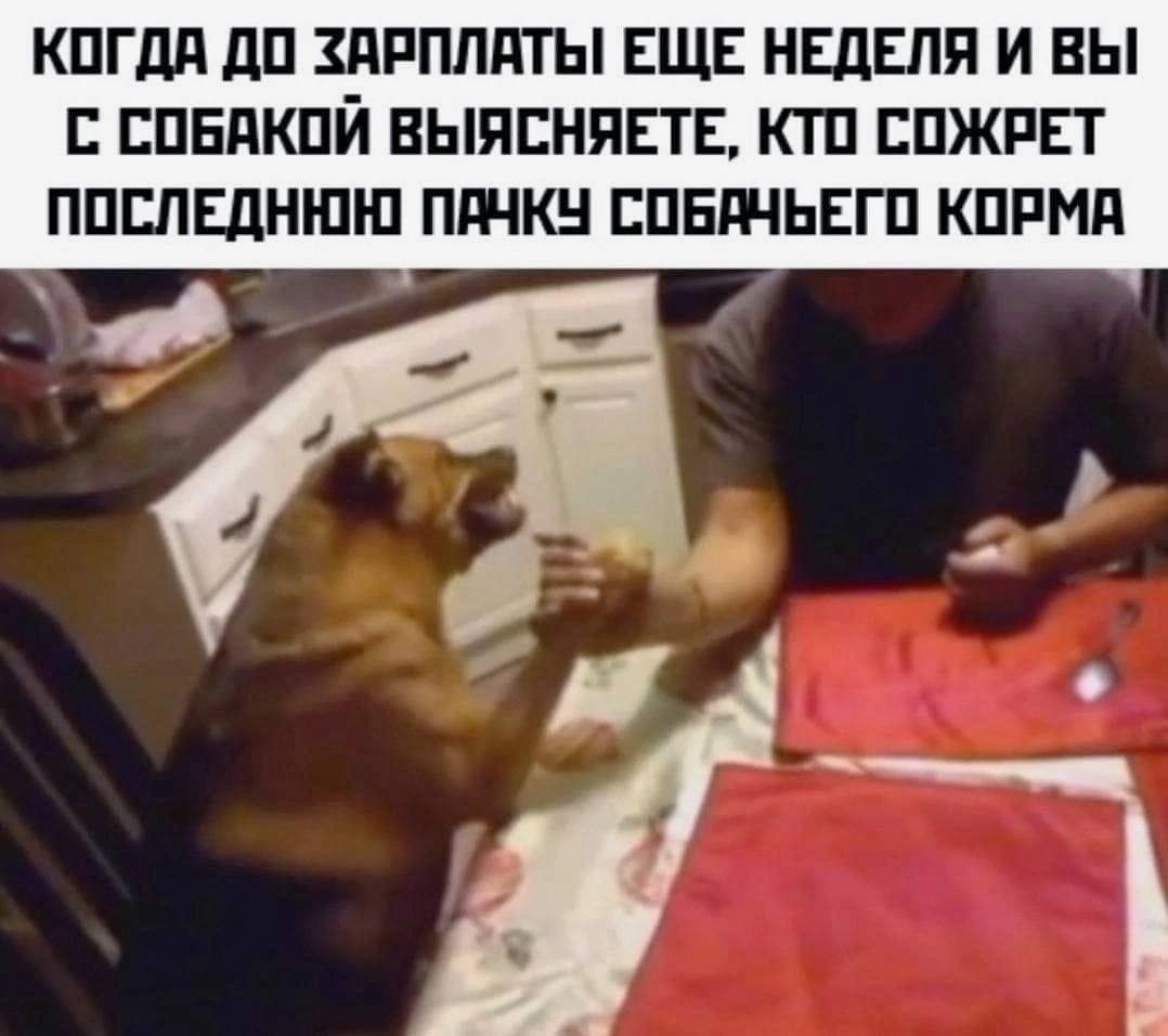 КОГДА ДО ЗАРПЛАТЫ ЕЩЕ НЕДЕЛЯ И ВЫ С СОБАКОИ ВЫЯСНЯЕТЕ, КТО СОЖРЕТ ПОСЛЕДНЮЮ ПАЧКУ СОБАЧЬЕГО КОРМА 4