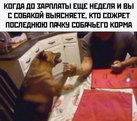 КОГДА ДО ЗАРПЛАТЫ ЕЩЕ НЕДЕЛЯ И ВЫ С СОБАКОИ ВЫЯСНЯЕТЕ, КТО СОЖРЕТ ПОСЛЕДНЮЮ ПАЧКУ СОБАЧЬЕГО КОРМА 4