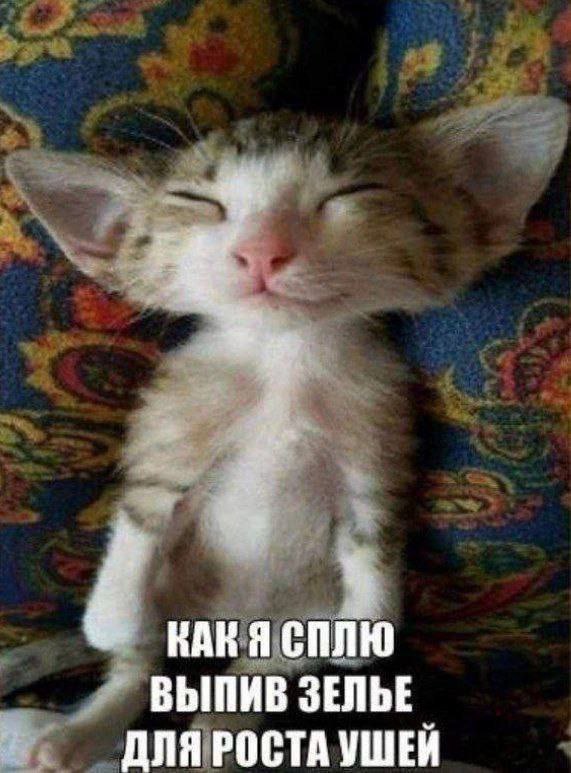 А КАКЯ СПЛЮ ВЫПИВ ДЛЯ РОСТА УШЕЙ