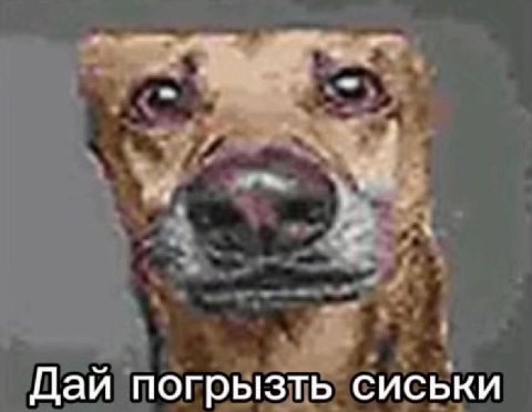 Дай погрызть сиськи