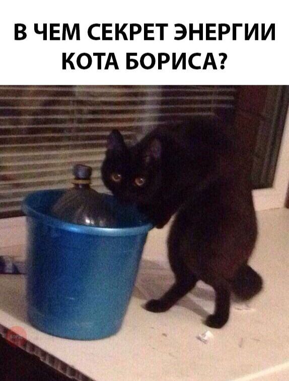 В ЧЕМ СЕКРЕТ ЭНЕРГИИ КОТА БОРИСА?