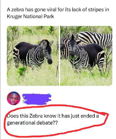А zebra has gone viral for its lack of stripes in Kruger National Park ree A) A Cre Does this Zebra know it has just ended a generational debate??