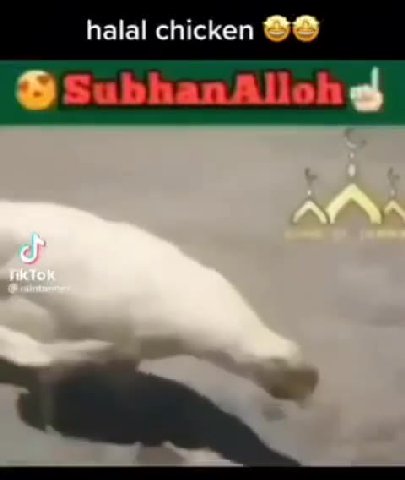 halal chicken @@