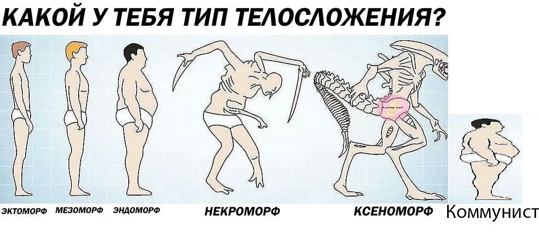 КАКОЙ ТИП ТЕЛОСЛОЖЕНИЯ? My ЭКТОМОРФ МЕЗОМОРФ ЭНДОМОРФ НЕКРОМОРФ KCEHOMOPO Коммунист