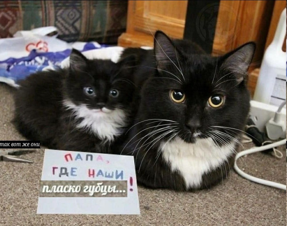 a a нак GOML же они ПАПА ГДЕ НАШИ пласко гудцы