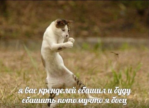 я вас кренделей ебашил и буду ебашить потому что я боец