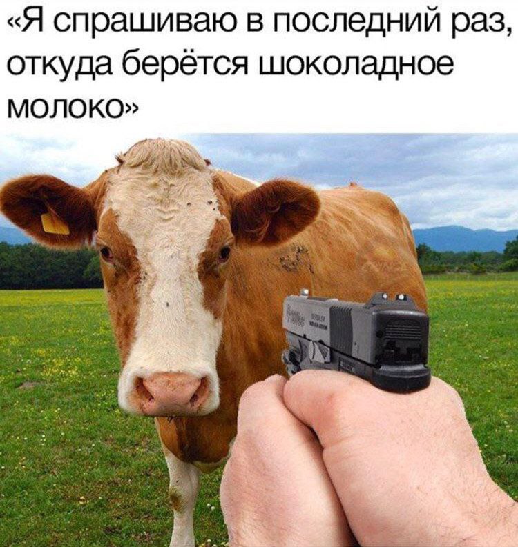 «Я спрашиваю в последний раз, откуда берётся шоколадное МОЛОКО»