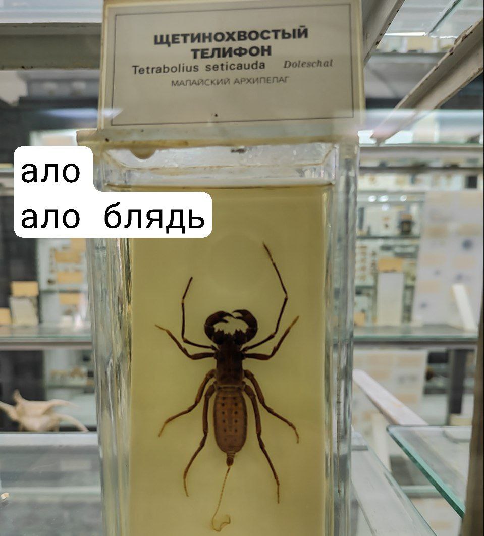 ало блядь