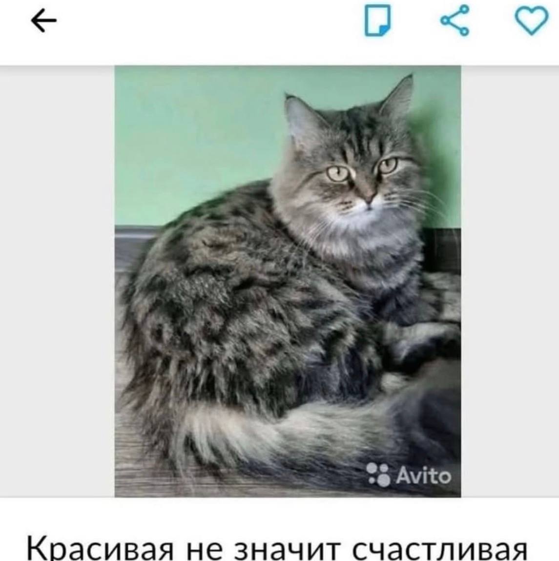 9 Avito Красивая не значит счастливая