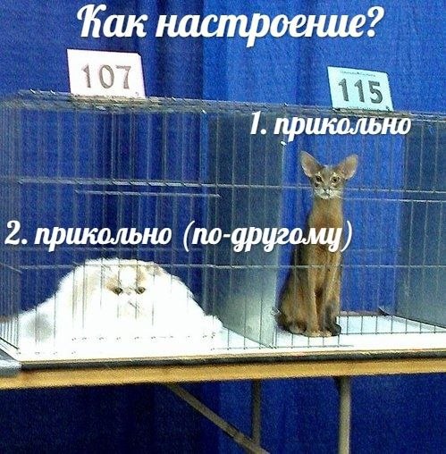 Фак настроение? 1, 2. прикольно (по-другому)