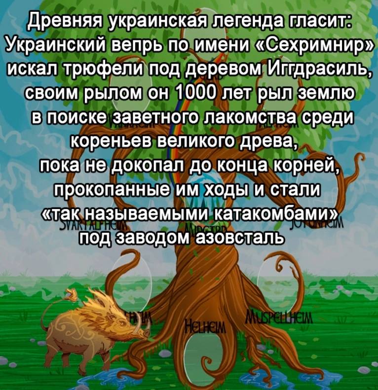 Древняя украинская легенда гласит: Украинский вепрь по имени «Сехримнир» искал трюфели под деревом Иггдрасиль, своим рылом он 1000 лет рыл землю в поиске заветного лакомства среди кореньев великого др