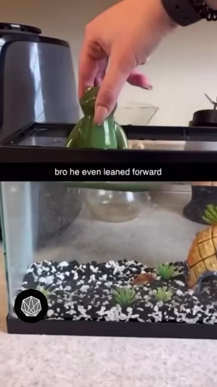 средовое 💚