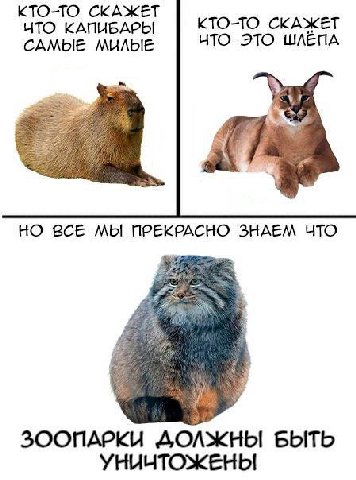 КТО-ТО СКАЖЕТ ЧТО КАПИБАРЫ КТО-ТО СКАЖЕТ САМЫЕ МИЛЫЕ ЧТО ЭТО ШЛЕПА НО ВСЕ МЫ ПРЕКРАСНО ЗНАЕМ ЧТО a ЗООПАРКИ ДОЛЖНЫ БЫТЬ УНИЧТОЖЕНЫ
