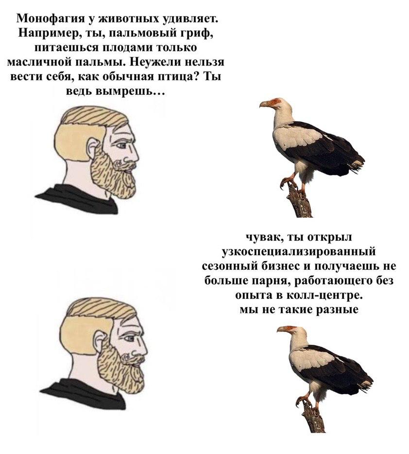 Монофагия у животных удивляет. Например, ты, пальмовый гриф, питаешься плодами только масличной пальмы. Неужели нельзя вести себя, как обычная птица? Ты ведь вымрешь... #7. чувак, ты открыл узкоспециа