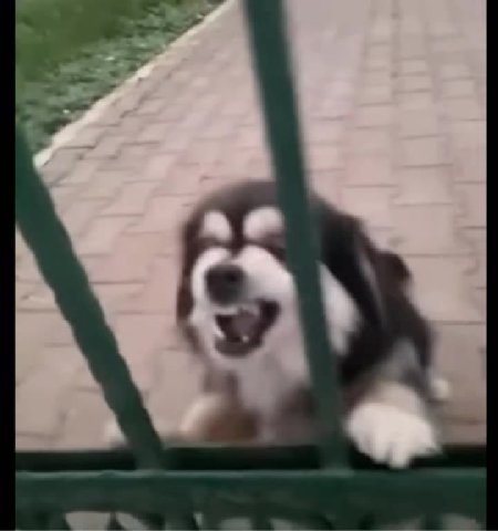 мем