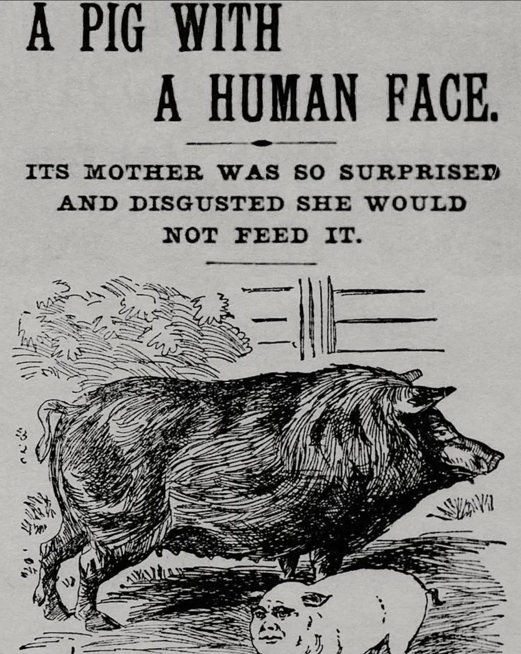 A PIG WITH UMAN FACE. ITS MOTHER WAS SO AND DISGUSTED SHE WOULD NOT FEED IT. 7 Nil ЖЕ