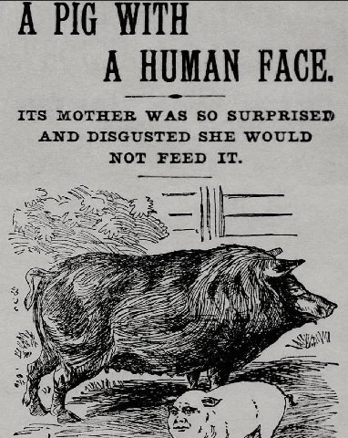 A PIG WITH UMAN FACE. ITS MOTHER WAS SO AND DISGUSTED SHE WOULD NOT FEED IT. 7 Nil ЖЕ